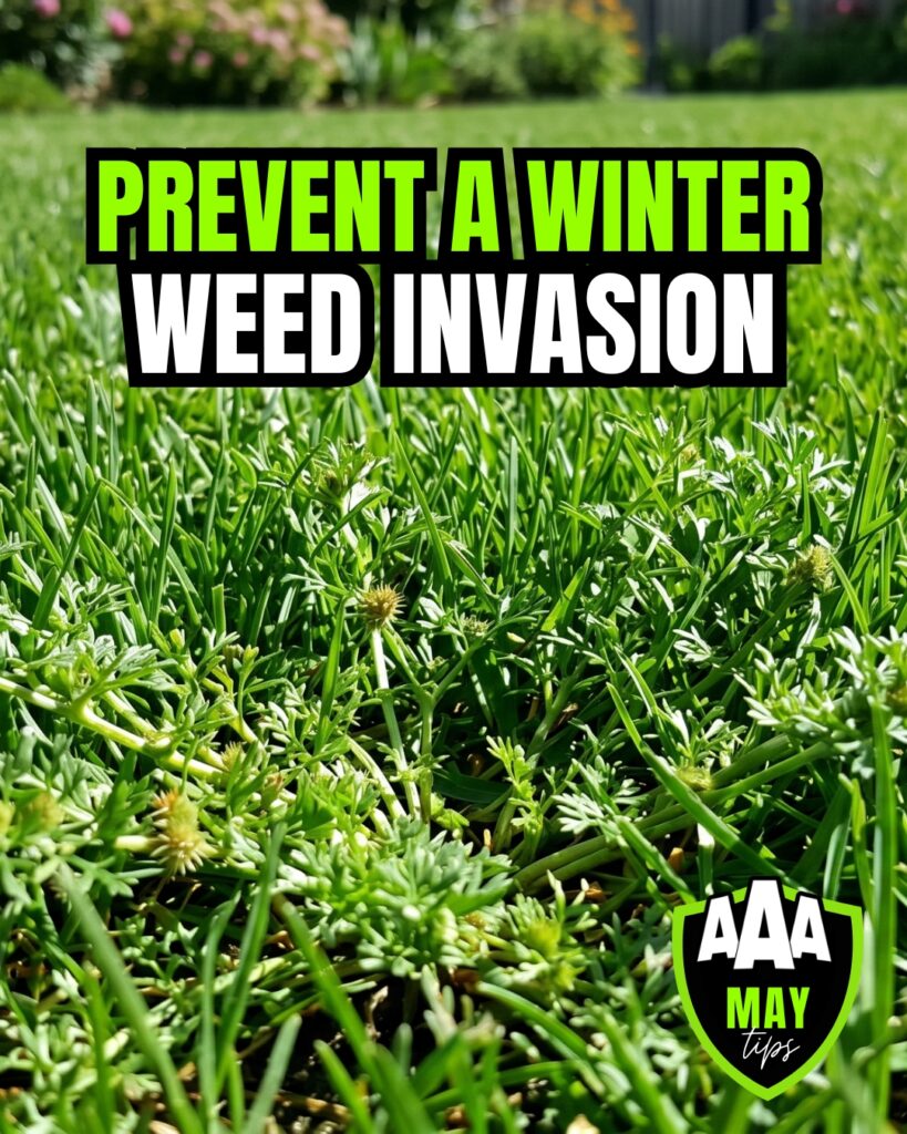 aaa-lawn-care-services-may-tips-winter-weeds