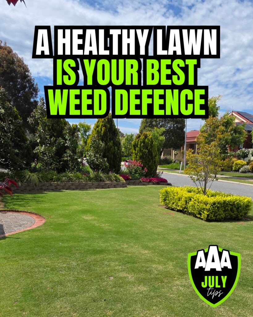 aaa-lawn-tips-july-healthy-lawn-weed-defence