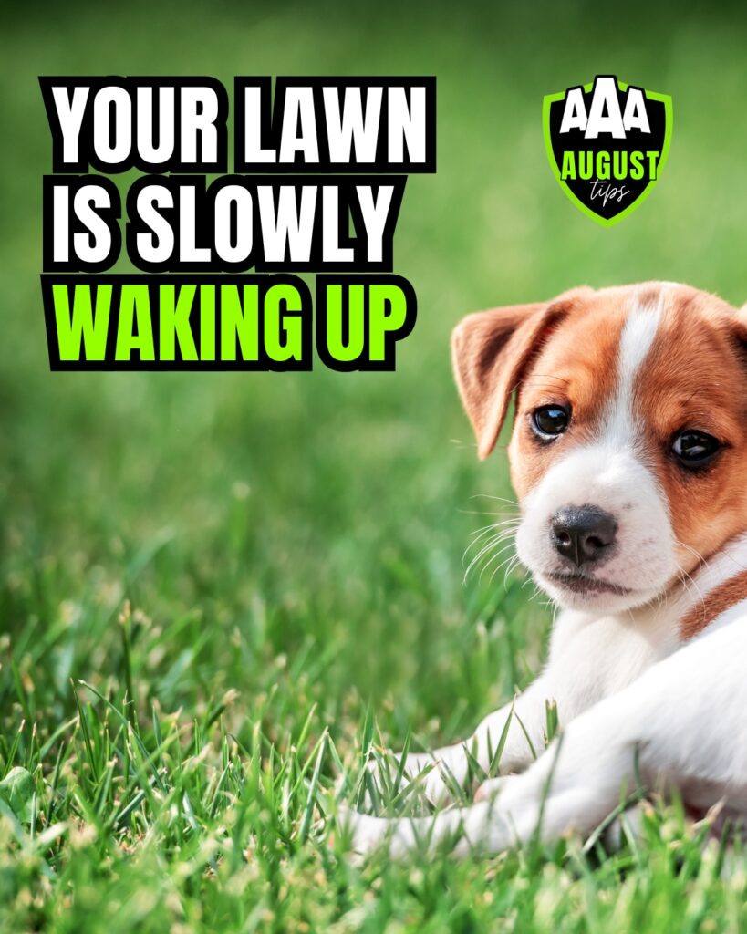 aaa-lawns-august-tip