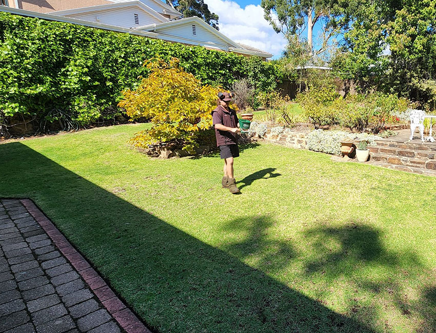 AAA-Lawn-Care-Services-Mowing-Trimming-Hedging-Yard-Care-Adelaide-Gawler_0008_d3