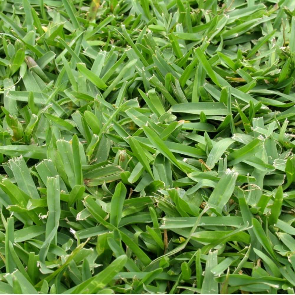 Buffalo-Grass-AAA-Lawn-Services-Adelaide