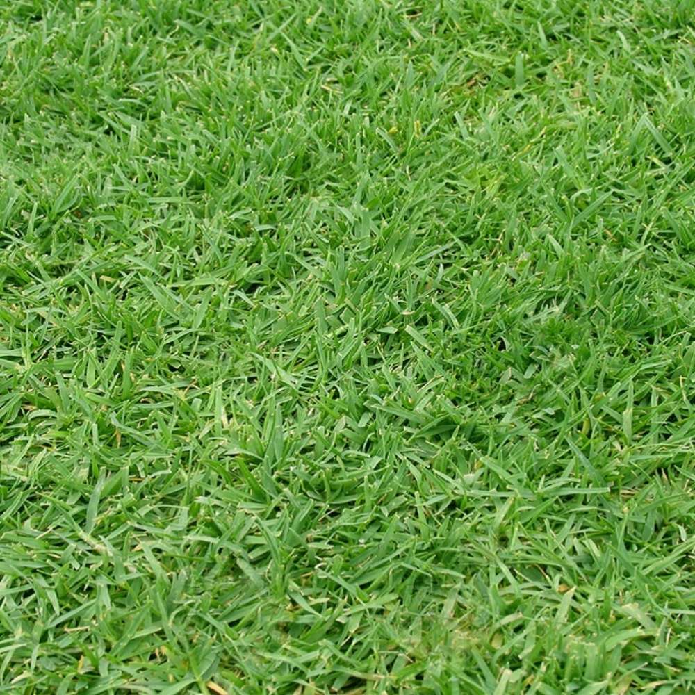 Couch-Grass-AAA-Lawn-Services-Adelaide