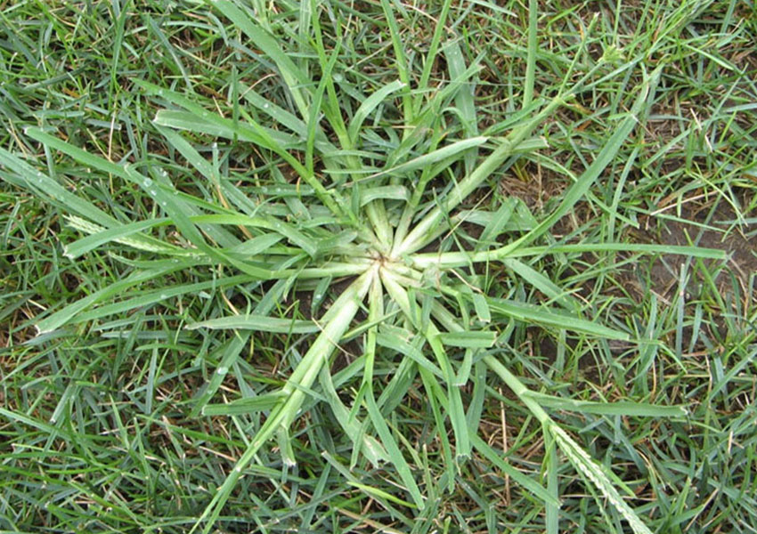aaa-lawn-care-program-pest-control-weeds-crabgrass