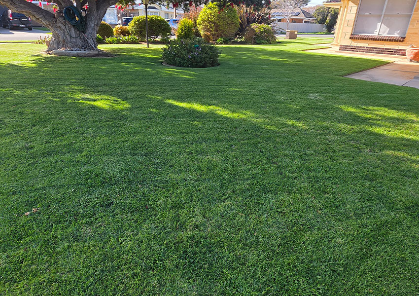 aaa-lawn-care-program-year-round-mowing-fertiliser-pest-control-lush-turf-4