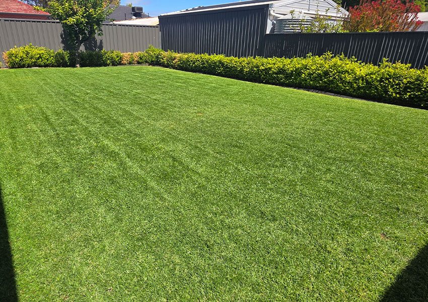 aaa-lawn-services-fertilising-services-year-round-1