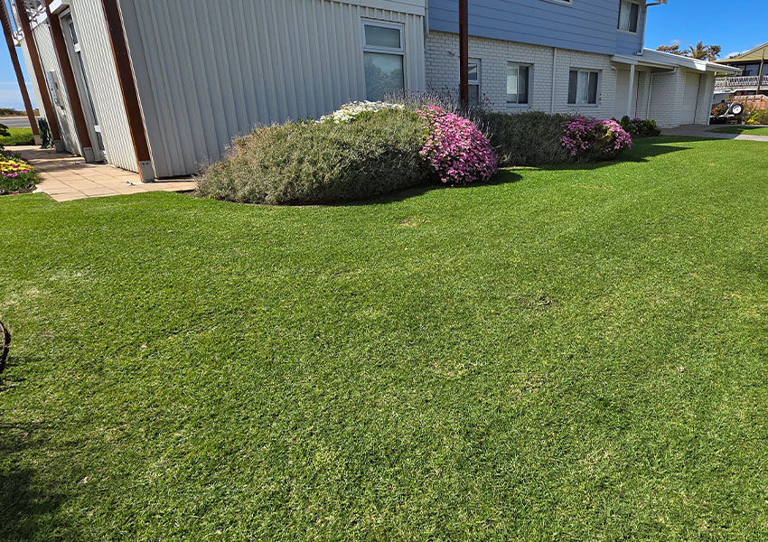 aaa-lawn-services-year-round-program-turf