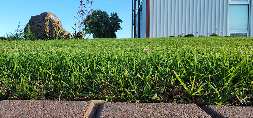 lawn-mowing-killer-haircut-aaa-edging-services-south-australia